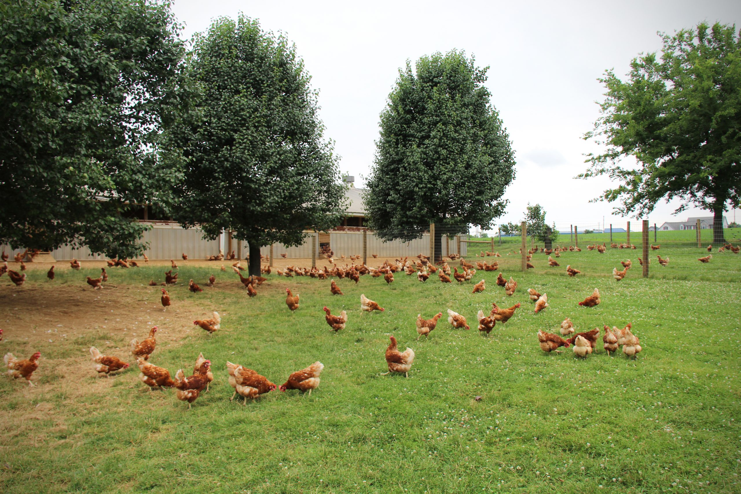 Flock of Free-Range Hens In Pasture Enclosures