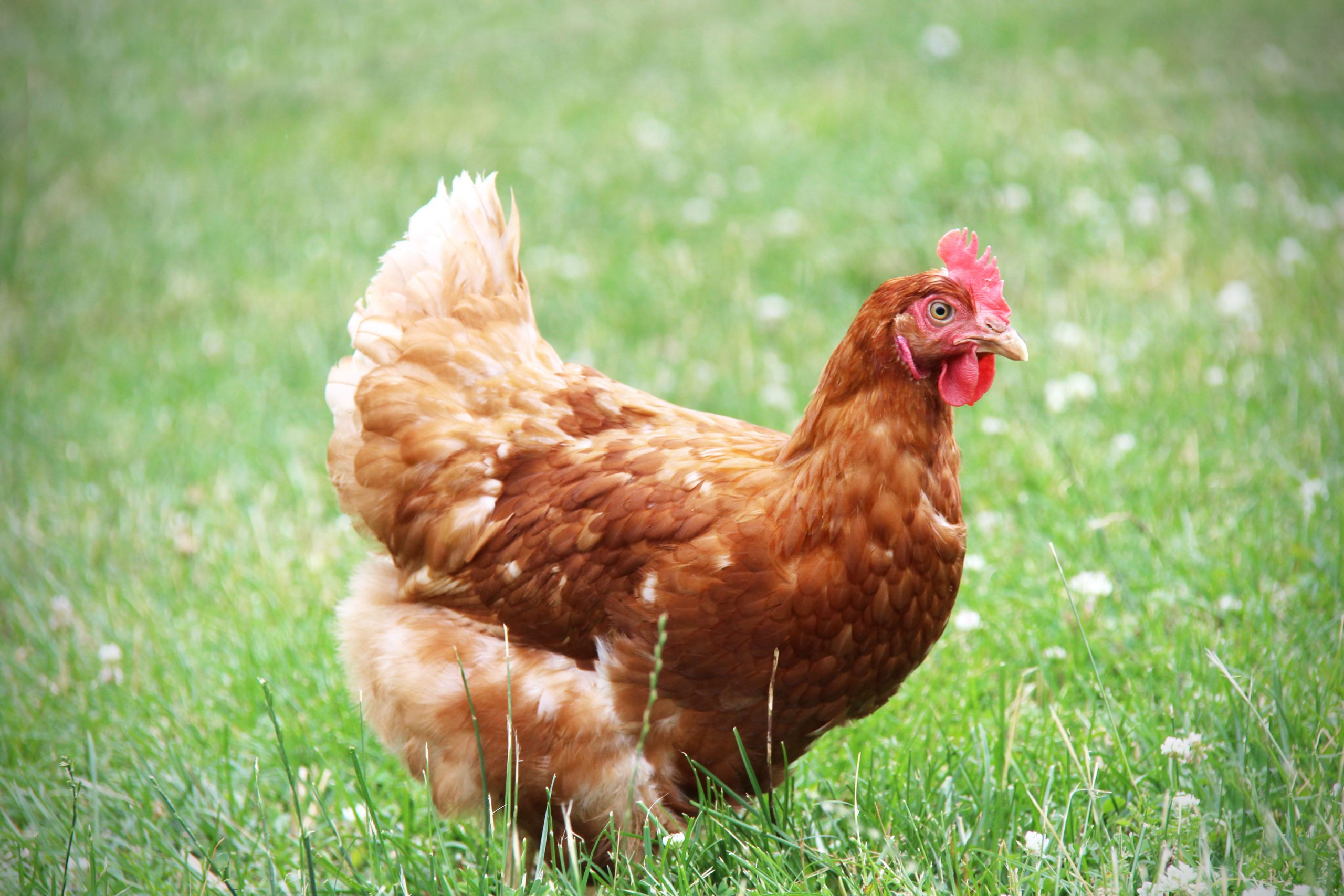 Free-range hen in grassy pasture