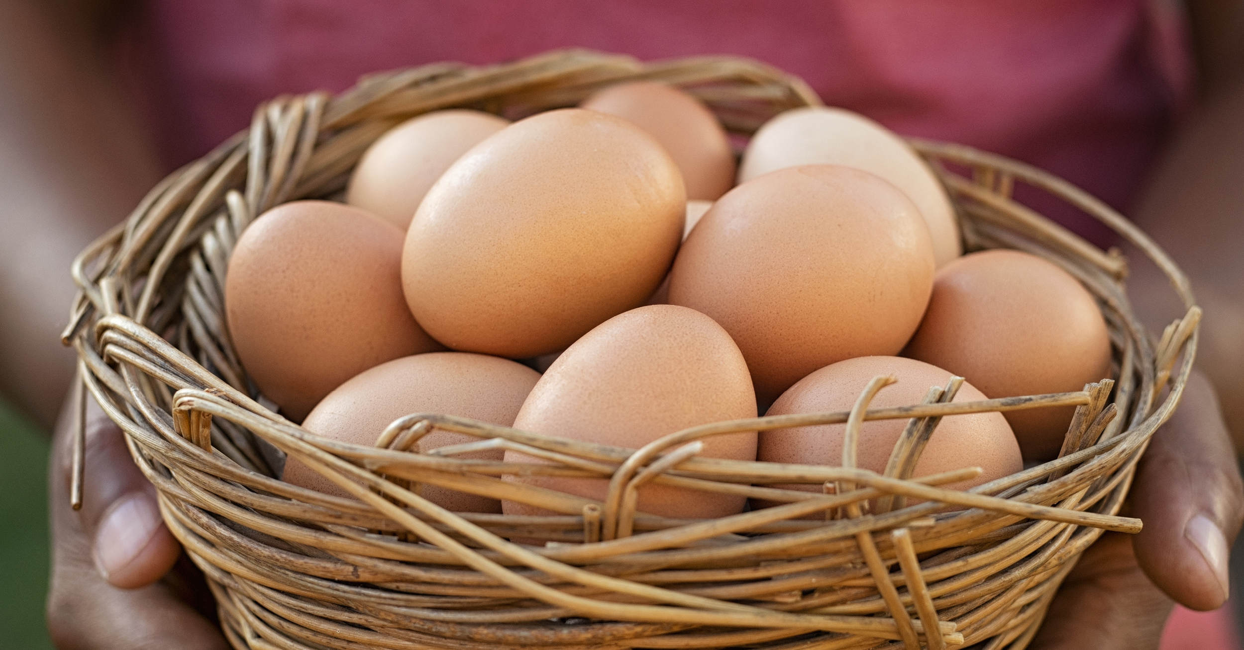 What Are Organic Eggs Natures Yoke Free Range Eggs 