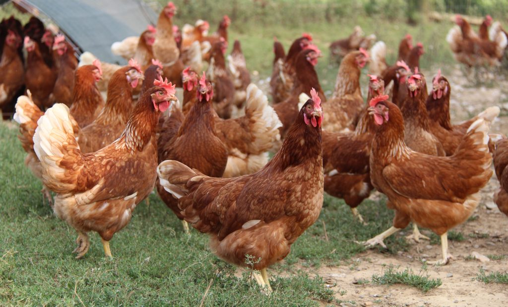 Free-Range Natures Yoke Farm Chickens